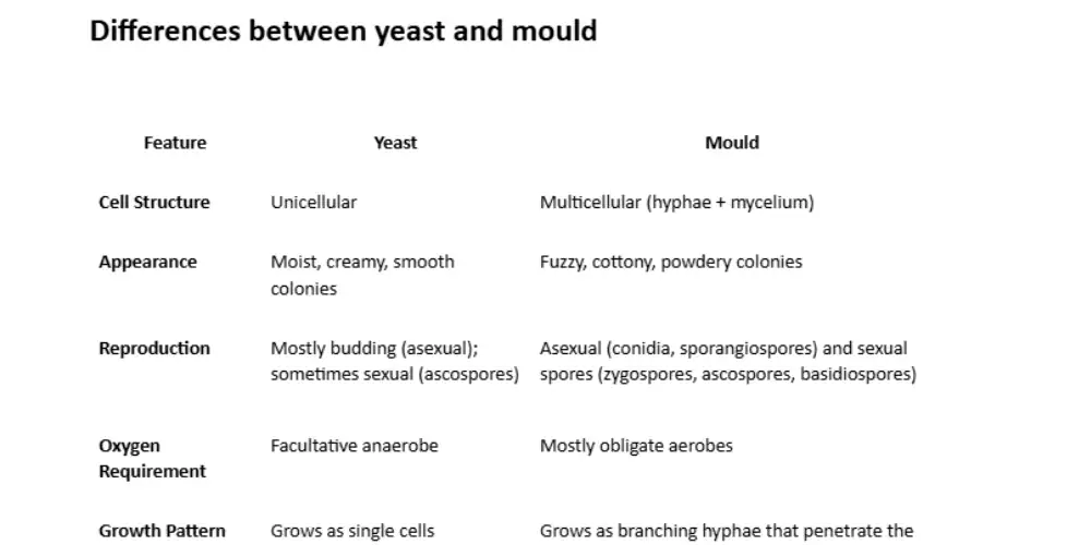 7 differences between yeast and mould explained